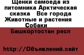 Щенки самоеда из питомника Арктическая сказка - Все города Животные и растения » Собаки   . Башкортостан респ.